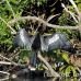 anhinga_la_h_1365_ecu3529.jpg